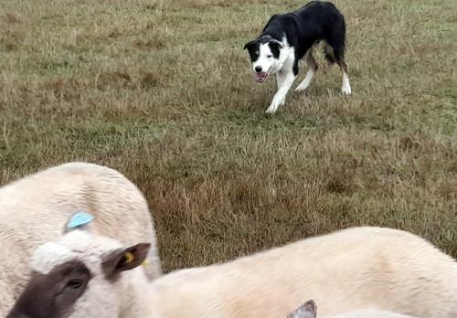 Iconographie - Chiens de race border collie de Lionel Vrignon