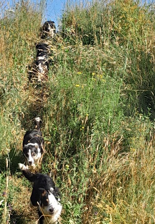 Iconographie - Chiens de race border collie de Lionel Vrignon