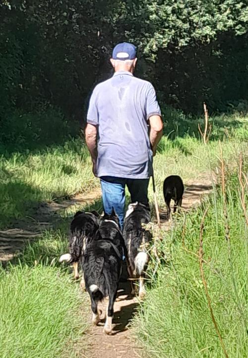 Iconographie - Chiens de race border collie de Lionel Vrignon