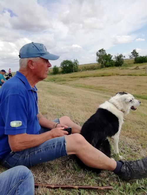 Iconographie - Chiens de race border collie de Lionel Vrignon