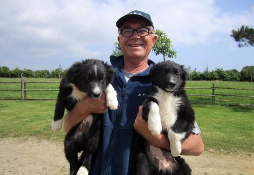 Iconographie - Chiens de race border collie de Lionel Vrignon