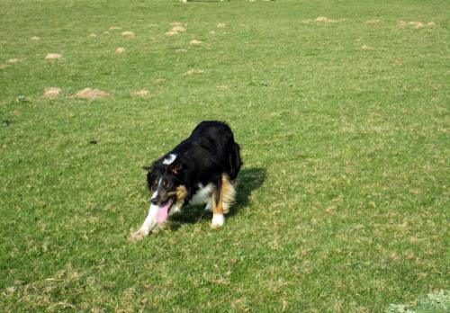 Iconographie - Chiens de race border collie de Lionel Vrignon