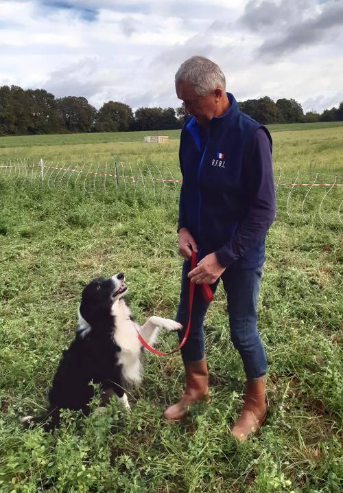 Iconographie - Chiens de race border collie de Lionel Vrignon