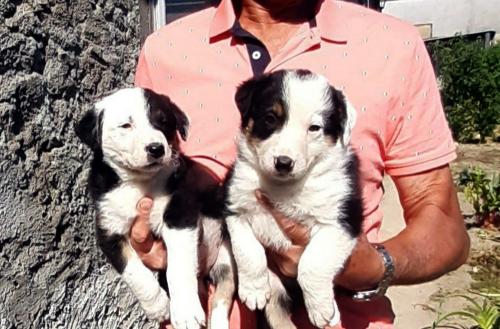 Iconographie - Chiens de race border collie de Lionel Vrignon