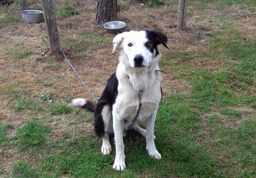 Iconographie - Chiens de race border collie de Lionel Vrignon