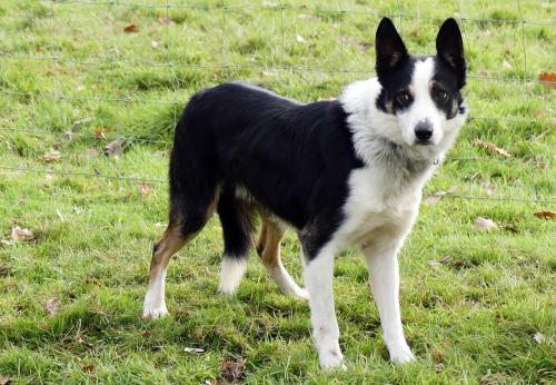 Iconographie - Chiens de race border collie de Lionel Vrignon