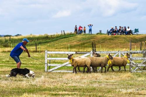 Iconographie - Chiens de race border collie de Lionel Vrignon