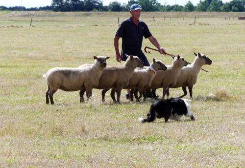 Iconographie - Chiens de race border collie de Lionel Vrignon