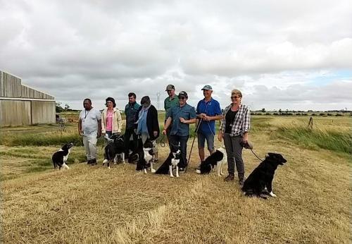 Iconographie - Chiens de race border collie de Lionel Vrignon
