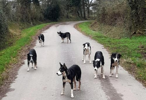 Iconographie - Chiens de race border collie de Lionel Vrignon
