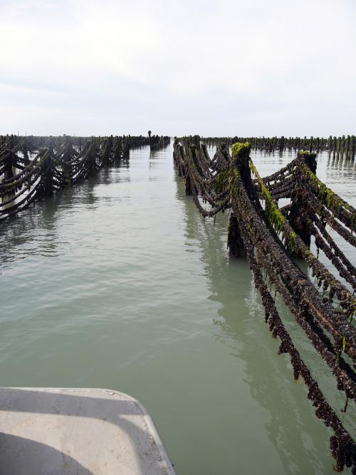 Iconographie - Les chantiers de cordes pour les moules