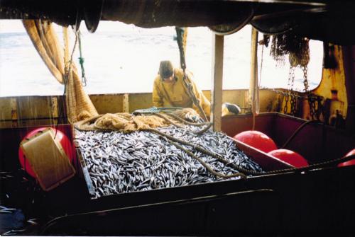 Iconographie - Pêche à l'anchois au pélagique -  Vent de Galerne et Melpomène