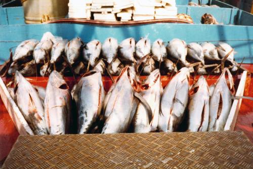 Iconographie - Pêche aux thons - Poissons prêts à être descendus en glacière
