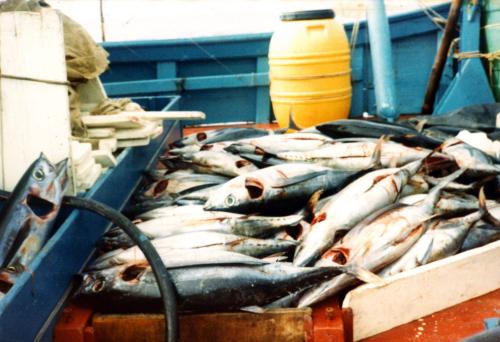 Iconographie - Pêche aux thons - Poissons prêts à être descendus en glacière