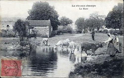Iconographie - La vie au champ - la mare