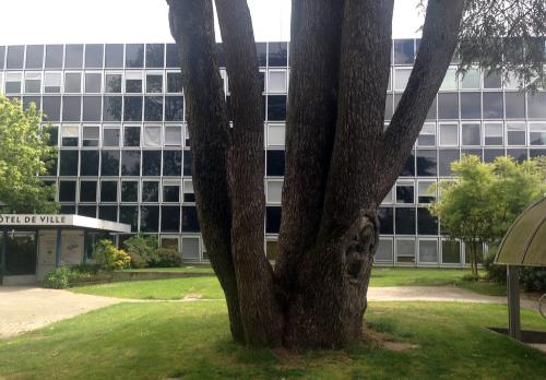 Iconographie - L'arbre et la façade miroir de l'hôtel de Ville