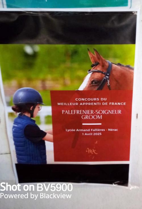 Iconographie - Epreuves régionales de palefrenier mailleur apprentis