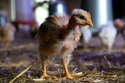 Iconographie - Ferme-des-Petites-Plume