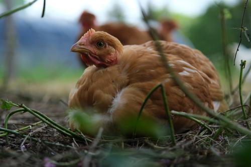 Iconographie - Ferme-des-Petites-Plume