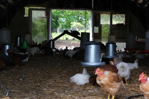 Iconographie - Ferme-des-Petites-Plume