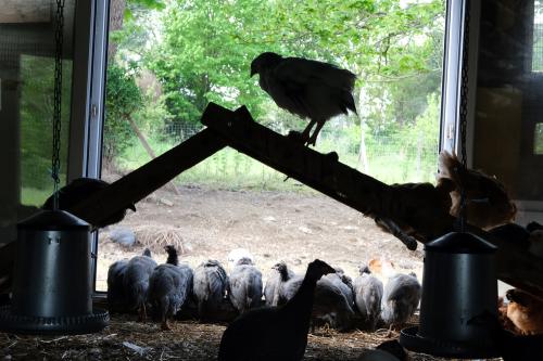 Iconographie - Ferme-des-Petites-Plume
