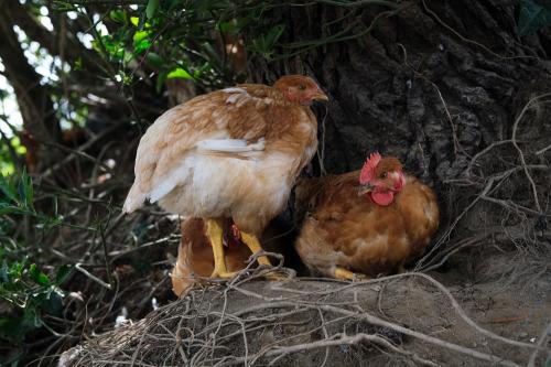 Iconographie - Ferme-des-Petites-Plume