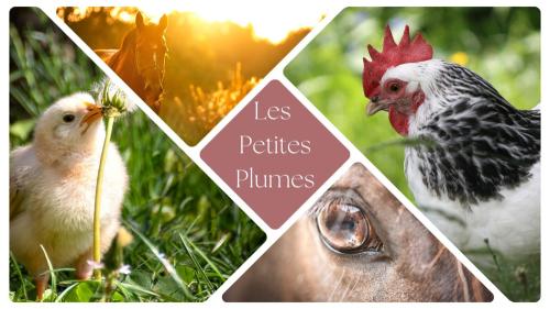 Iconographie - Ferme-des-Petites-Plume