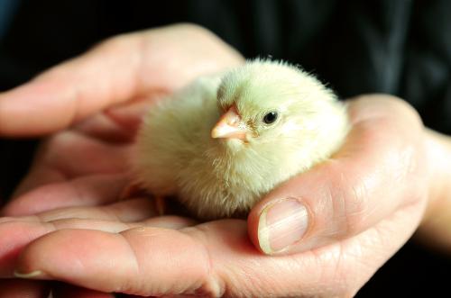Iconographie - Ferme-des-Petites-Plume
