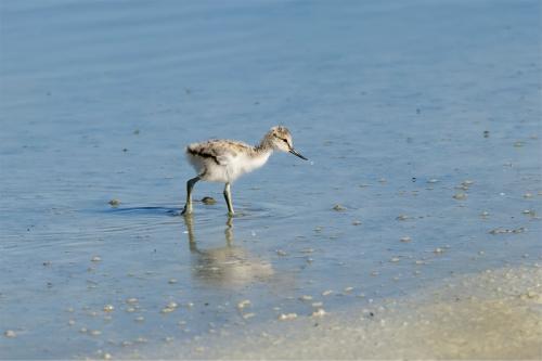 Iconographie - Avocette