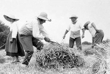 Iconographie - Reconstitution d'une moisson : liage des gerbes à la Carvarine