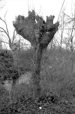 Iconographie - Un arbre tétard mort