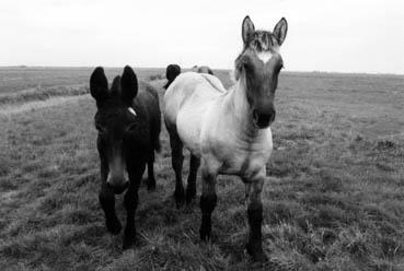 Iconographie - Mules Poitevines