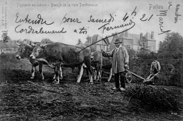 Iconographie - Paysan aux  labours - Boeufs de la race parthenaise