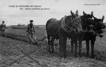 Iconographie - Types et costumes du Poitou - Mules du Poitou au labour