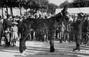 Iconographie - Concours de Niort 1906 - Baudet 1 Prix