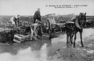 Iconographie - La pêche aux huîtres