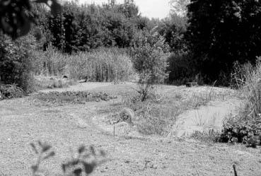 Iconographie - Mottées jardinées