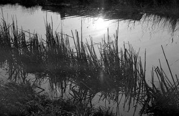 Iconographie - Effet de roseaux dans l'eau