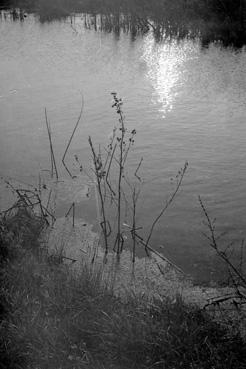 Iconographie - Effet d'eau avec des roseaux