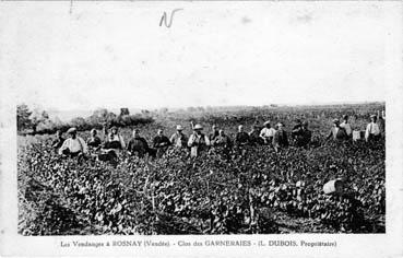 Iconographie - Les vendanges - Clos des Garneraies