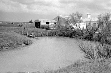 Iconographie - La "doue", réserve d'eau douce du Daviaud en mai