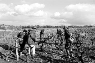 Iconographie - Taille de la vigne