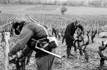 Iconographie - Taille de la vigne