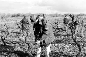 Iconographie - Taille de la vigne