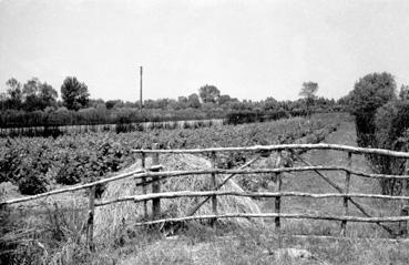 Iconographie - Banche en vigne au Quart