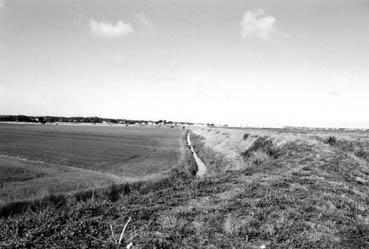 Iconographie - Polder cultivé de lin