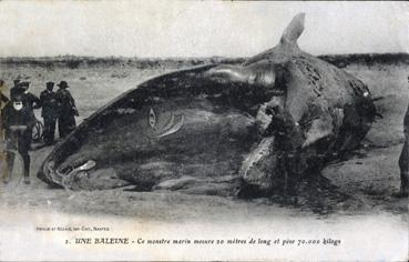 Iconographie - Une baleine