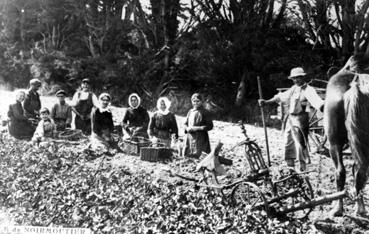 Iconographie - Le labour des pommes de terre