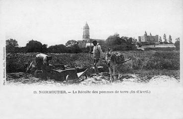 Iconographie - La récolte des pommes de terre fin d'avril