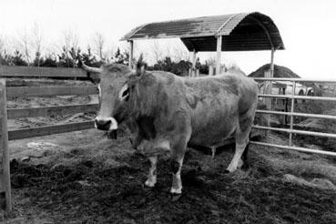 Iconographie - Vache "Irisse" sélectionnée "Vache maraîchine"